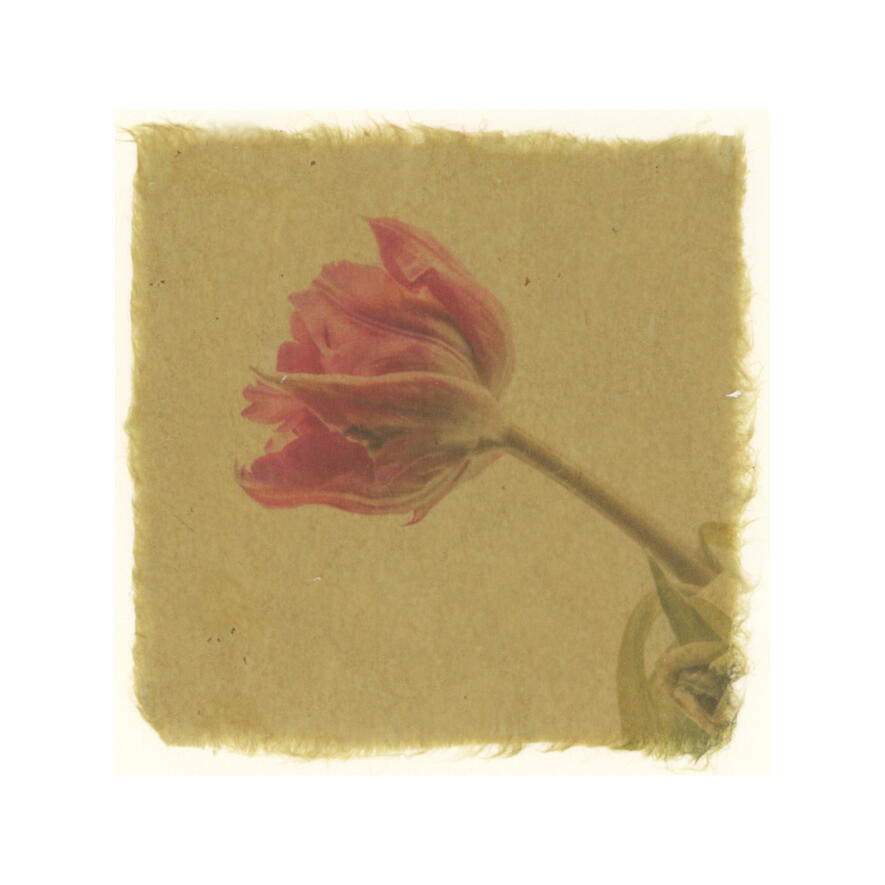 Tulip
