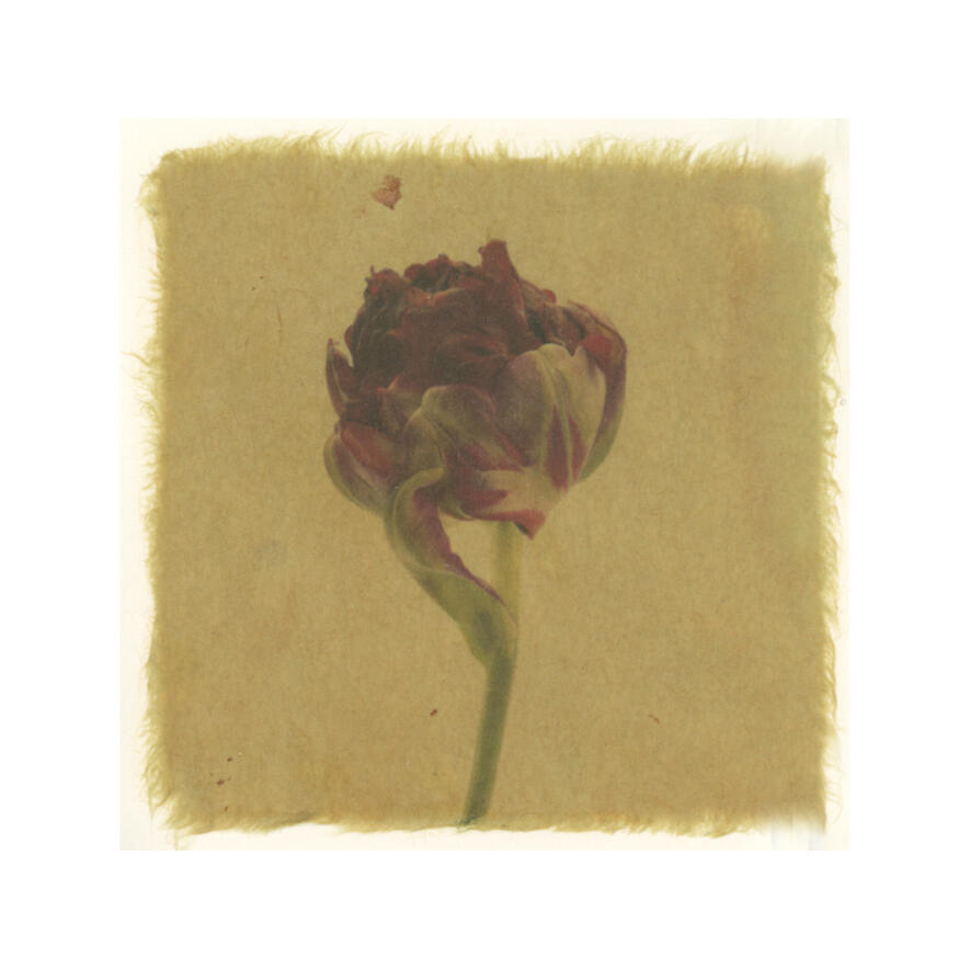 Double Tulip