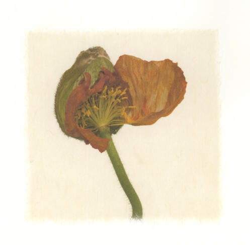 Poppy 1
