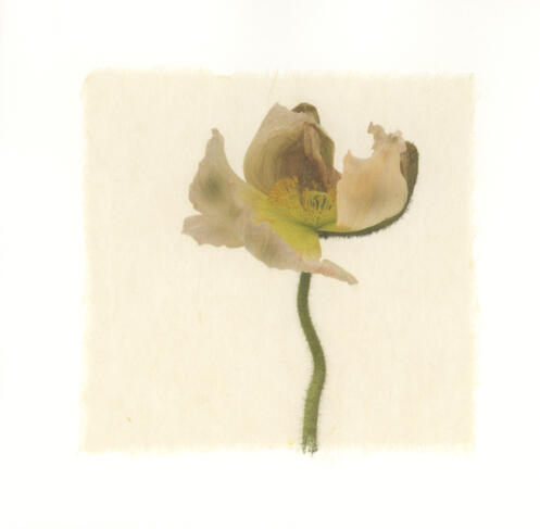 Poppy 2