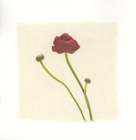 Ranunculus