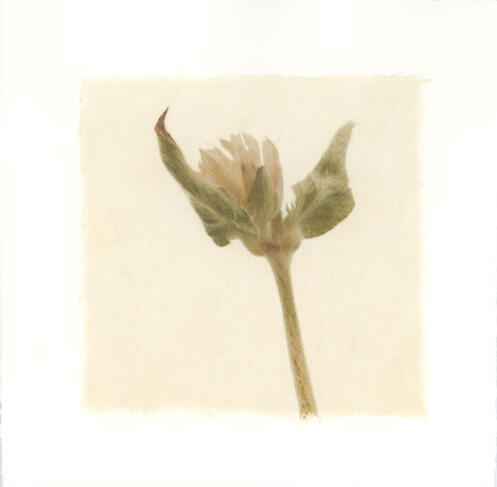 Strawflower